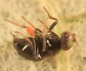Conioscinella zetterstedti - photo 2