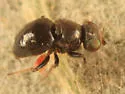 Conioscinella zetterstedti - photo 3
