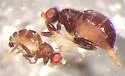 Conioscinella zetterstedti - photo 4