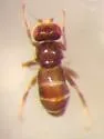 Conioscinella zetterstedti - photo 5
