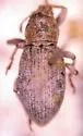 Connatichela artemisiae