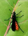 Conocalama canadensis