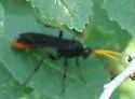 Conocalama canadensis - photo 2
