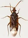 Conocephalocoris nasicus