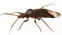Conocephalocoris nasicus - photo 2