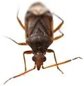 Conocephalocoris nasicus - photo 3