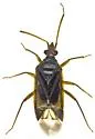 Conocephalocoris nasicus - photo 4