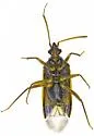Conocephalocoris nasicus - photo 5