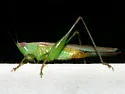 Seashore Meadow Katydid