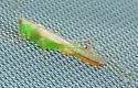Seashore Meadow Katydid - photo 2