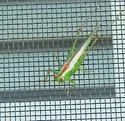 Seashore Meadow Katydid - photo 3