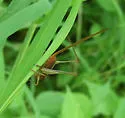 Long-tailed Meadow Katydid
