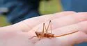 Long-tailed Meadow Katydid - photo 2