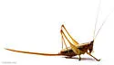 Long-tailed Meadow Katydid - photo 3