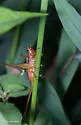 Long-tailed Meadow Katydid - photo 4