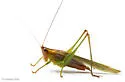 Long-tailed Meadow Katydid - photo 5