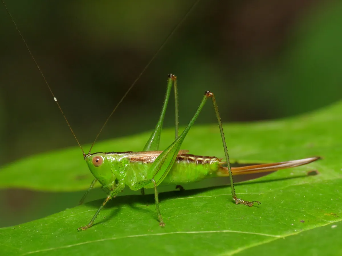 Short-winged Meadow Katydid
