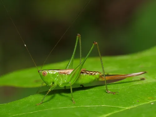 Short-winged Meadow Katydid - photo 2