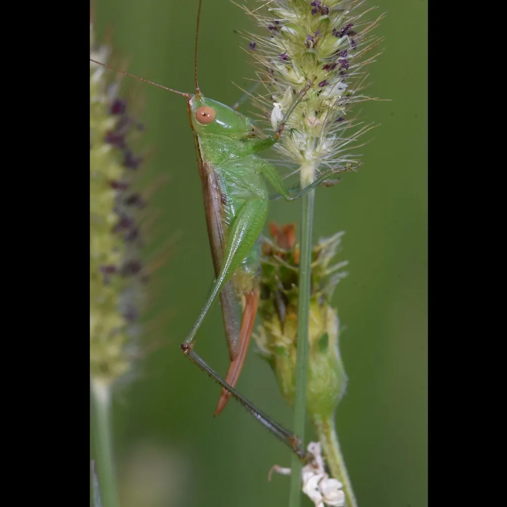 Caribbean Meadow Katydid - photo 2