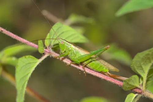 Long-winged Conehead