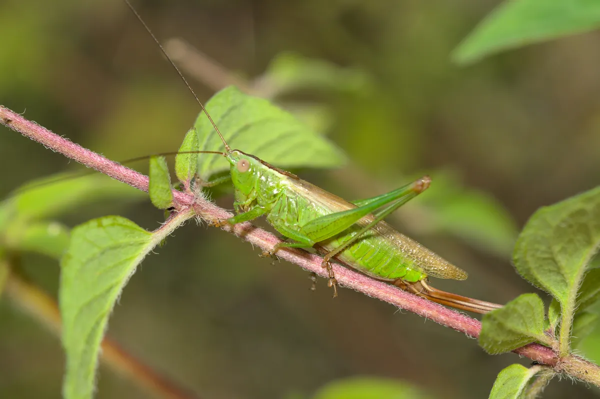 Long-winged Conehead - photo 3