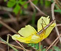 Graceful Meadow Katydid