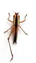 Graceful Meadow Katydid - photo 2