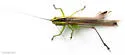 Graceful Meadow Katydid - photo 3