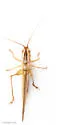 Graceful Meadow Katydid - photo 5