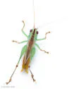 Gulf Meadow Katydid