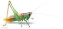 Gulf Meadow Katydid - photo 2