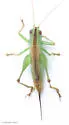 Gulf Meadow Katydid - photo 4