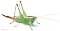 Gulf Meadow Katydid - photo 5