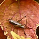 Woodland Meadow Katydid