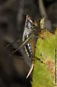 Woodland Meadow Katydid - photo 2