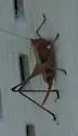 Woodland Meadow Katydid - photo 3