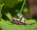 Woodland Meadow Katydid - photo 4
