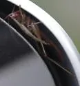 Woodland Meadow Katydid - photo 5