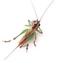 Tidewater meadow katydid