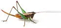 Tidewater meadow katydid - photo 2