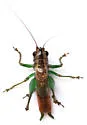 Tidewater meadow katydid - photo 3