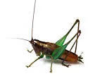 Tidewater meadow katydid - photo 4