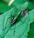 Black-sided Meadow Katydid