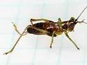 Black-sided Meadow Katydid - photo 2