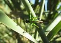 Black-sided Meadow Katydid - photo 3