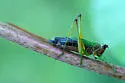 Black-sided Meadow Katydid - photo 4