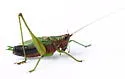 Black-sided Meadow Katydid - photo 5