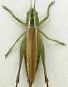 Pacific Meadow Katydid - photo 2