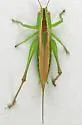 Pacific Meadow Katydid - photo 5