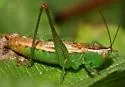 Brownsville Meadow Katydid - Conocephalus resacensis